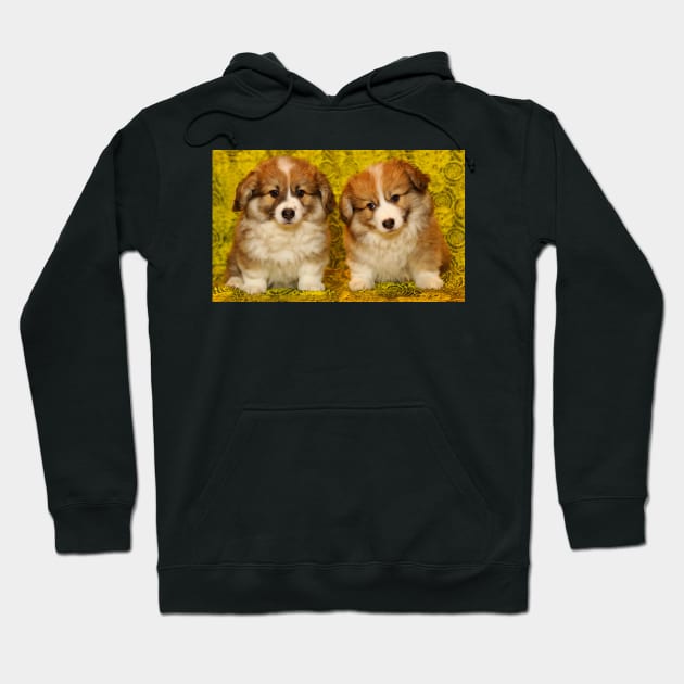 Baby Corgi Puppies on Couch Hoodie by kawaii_shop